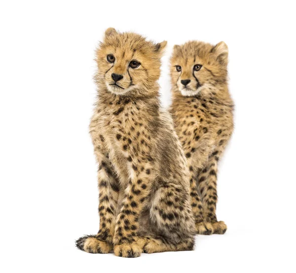 Couple of three months old cheetah cubs, isolated on white — Stock Photo, Image