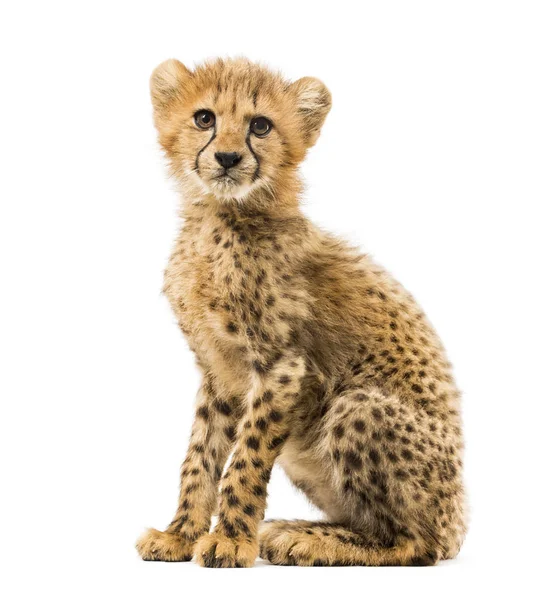 Three months old cheetah cub sitting, isolated on white — Stock Photo, Image