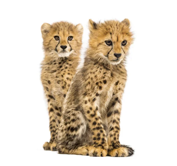 Couple of three months old cheetah cubs, isolated on white — Stock Photo, Image