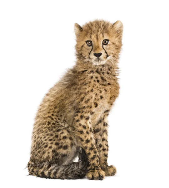 Three months old cheetah cub sitting, isolated on white — Stock Photo, Image