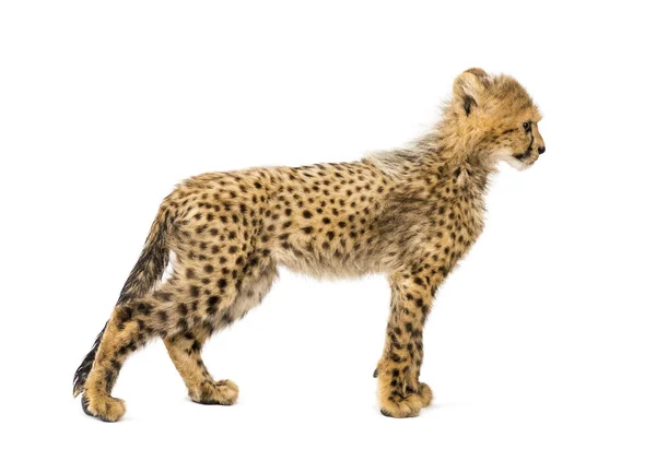 Side view of three months old cheetah cub standing, isolated — Stock Photo, Image