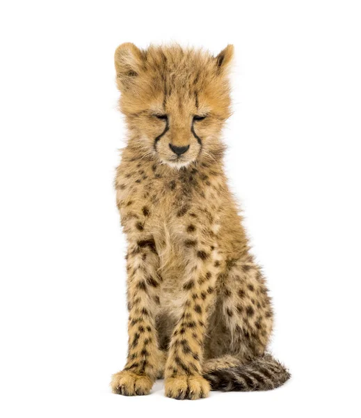 Üç ay eski Cheetah cub oturan, beyaz izole — Stok fotoğraf