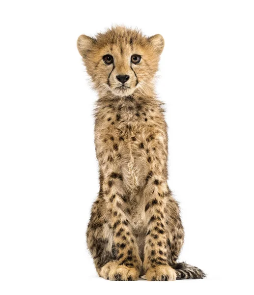 Tre månader gammal Cheetah Cub sittande, isolerad på vitt — Stockfoto
