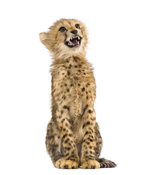 Drie maanden oude Cheetah Cub zittend, geïsoleerd op wit — Stockfoto