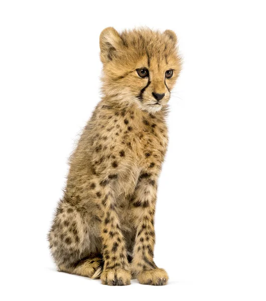 Üç ay eski Cheetah cub oturan, beyaz izole — Stok fotoğraf