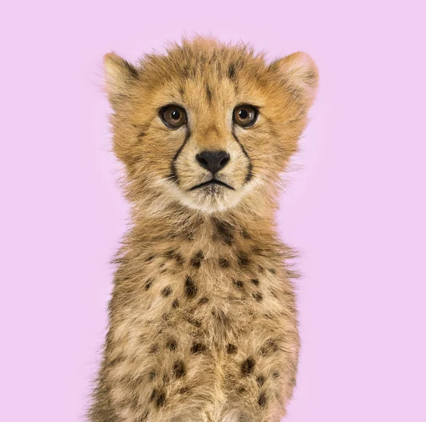 Close-up on a three months old cheetah cubs — Stock Photo, Image