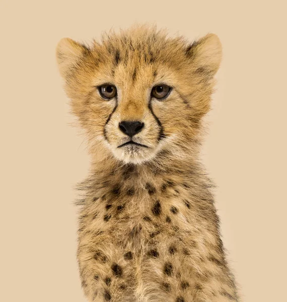 Primer plano sobre un cachorro de guepardo de tres meses de edad, fondo de color —  Fotos de Stock