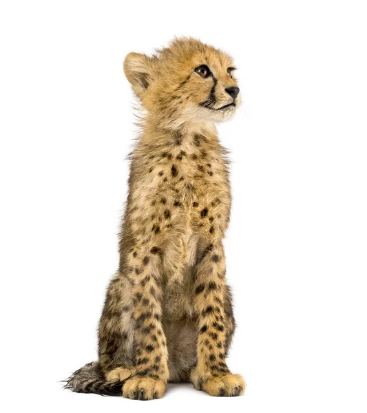 Tři měsíce, kde sedí gepard, izolovaný na bílém — Stock fotografie