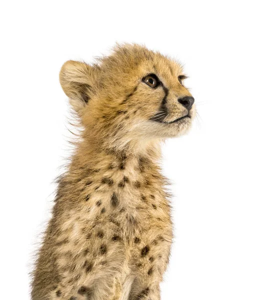 Üç ay eski Cheetah cub oturan, beyaz izole — Stok fotoğraf