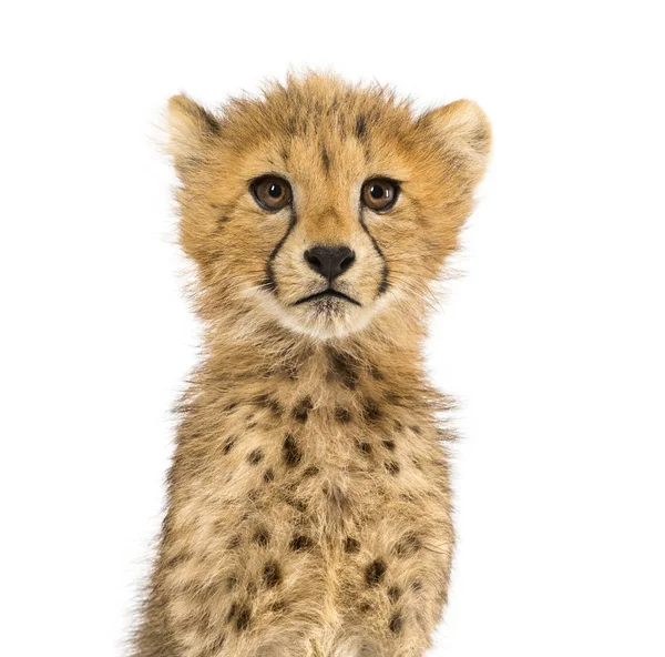 Närbild på en tre månader gamla Cheetah ungar, isolerade på vitt — Stockfoto