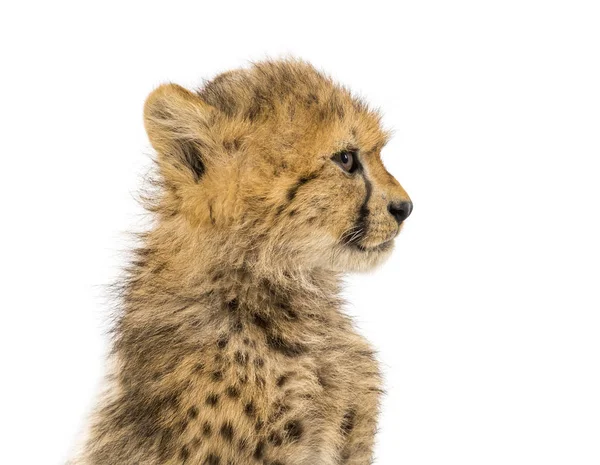 Nahaufnahme eines drei Monate alten Gepardenjungen, isoliert auf weiß — Stockfoto