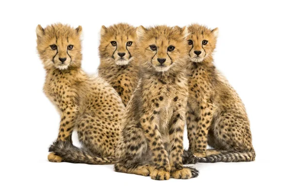 Group of a family of three months old cheetah cubs sitting — Stock Photo, Image