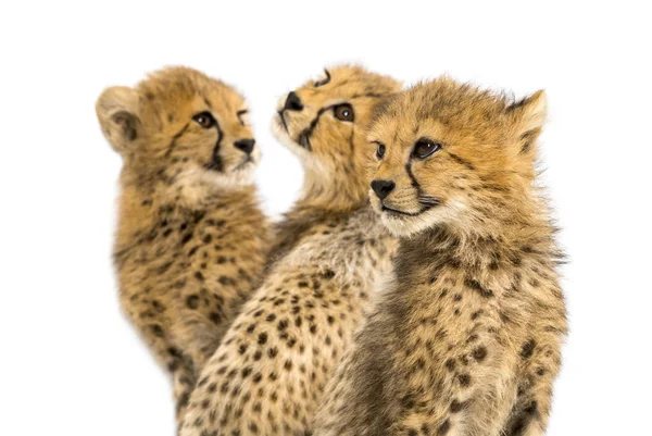 Close-up op een gezin van drie maanden oude Cheetah welpen, geïsoleerd — Stockfoto