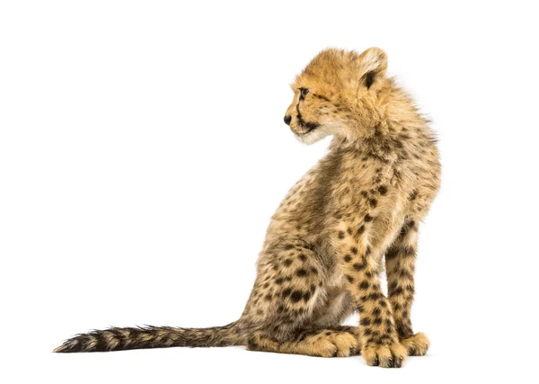 Three months old cheetah cub looking back, sitting, isolated — Stock Photo, Image