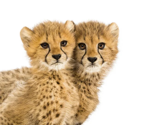 Close-up on a family of three months old cheetah cubs, isolated — Stock Photo, Image