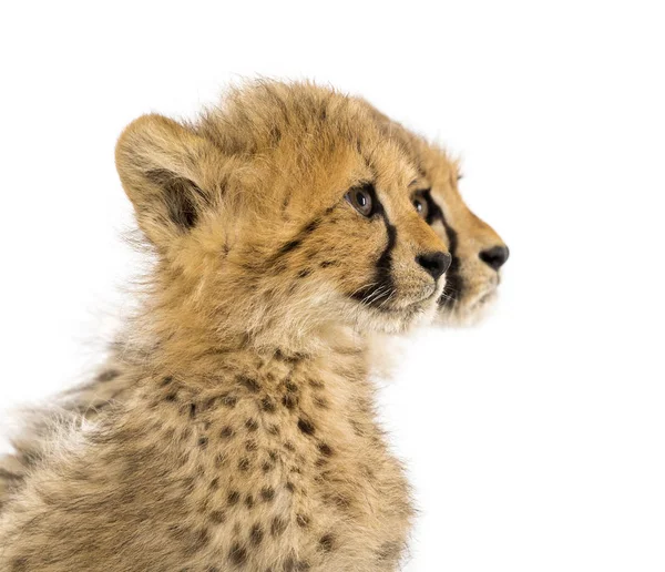 Крупный план трехмесячных детенышей гепарда, изолированных на белом — стоковое фото