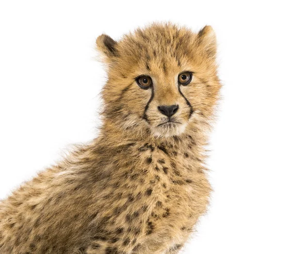 Close-up op een drie maanden oude Cheetah welpen, geïsoleerd op wit — Stockfoto