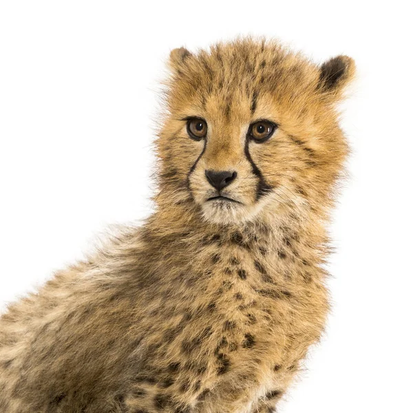 Close-up on a three months old cheetah cubs, isolated on white — Stock Photo, Image