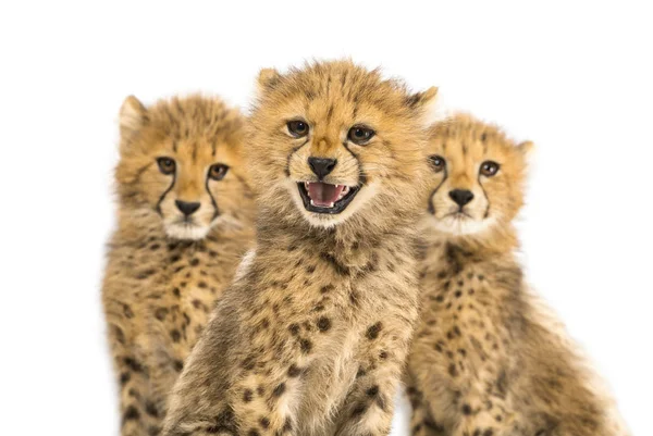 Close-up op een gezin van drie maanden oude Cheetah welpen, geïsoleerd — Stockfoto