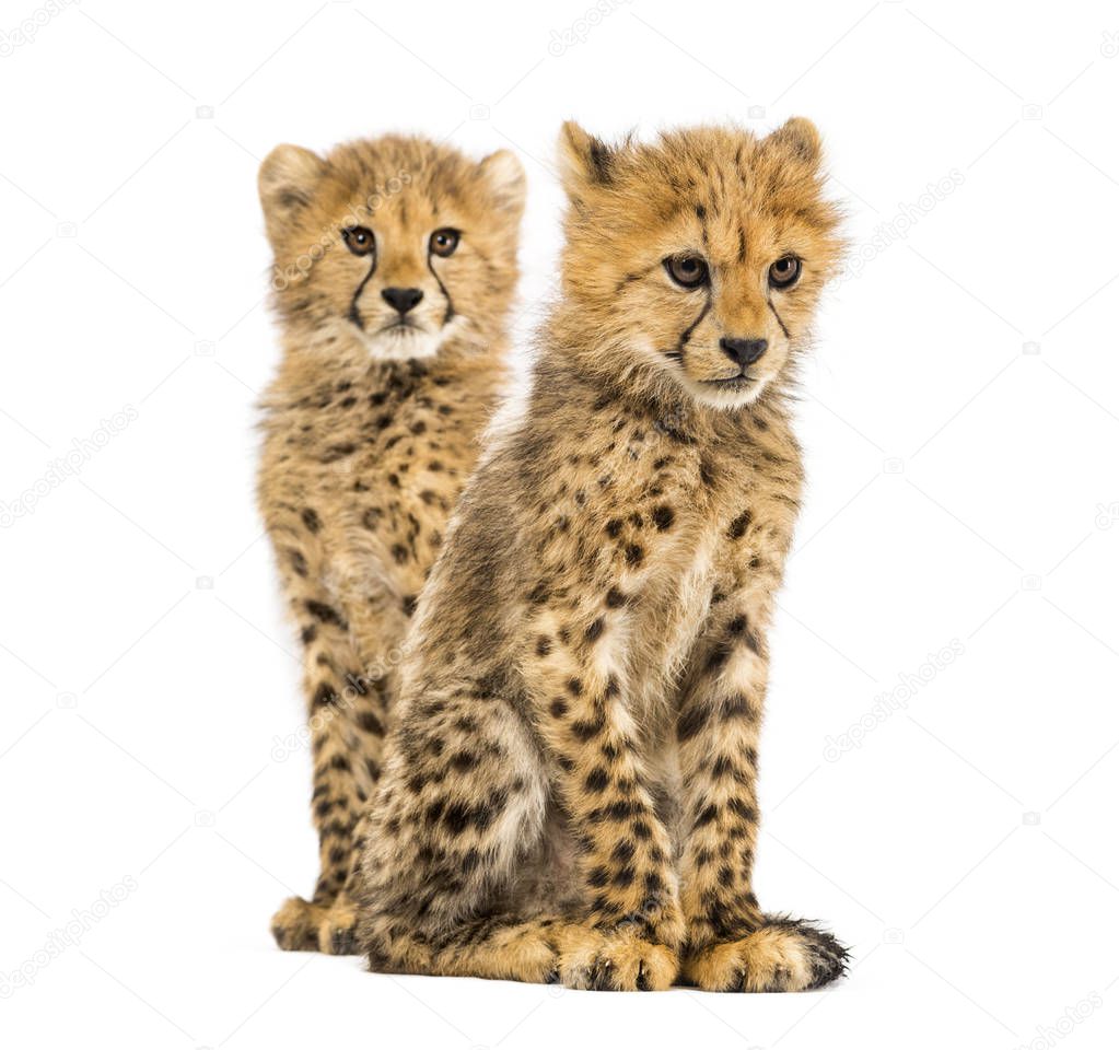 Couple of three months old cheetah cubs, isolated on white