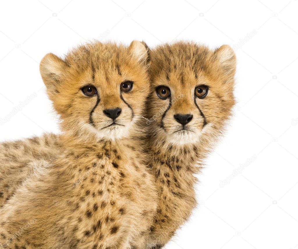 Close-up on a family of three months old cheetah cubs, isolated 