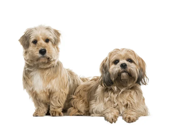 Dois cães Lhasa Apso sentados juntos, cortados — Fotografia de Stock