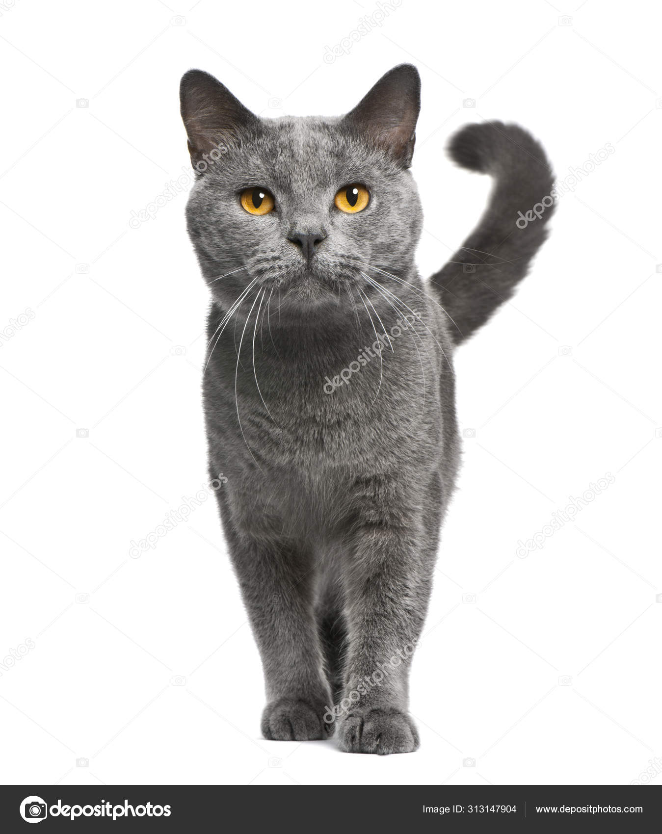 Chat Chartreux Images Libres De Droit Photos De Chat Chartreux Depositphotos Chat Chartreux Images Libres De Droit Photos De Chat Chartreux Depositphotos