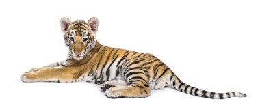 Beyaz arka planda yatan iki aylık kaplan yavrusu.