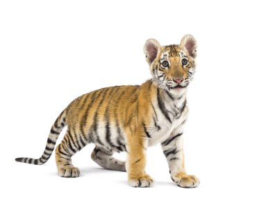 Two months old tiger cub standing against white background clipart