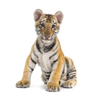 Two months old tiger cub sitting against white background clipart