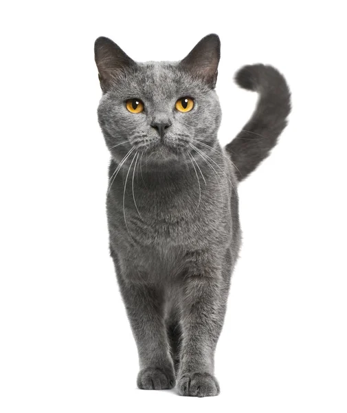 Chartreux cat, 16 meses, de pie delante de un backgro blanco — Foto de Stock