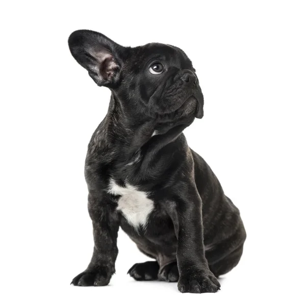 Puppy zwarte Franse bulldog vergadering en op zoek weg, geïsoleerde o — Stockfoto