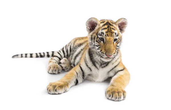 Двухмесячный тигр лежит на белом фоне — стоковое фото