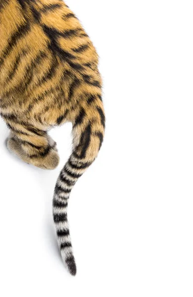 Nahaufnahme von zwei Monate alten Tigerjungen Schwanz, isoliert auf weiß — Stockfoto