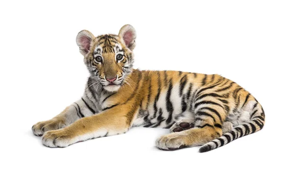 Två månader gammal tiger unge som ligger mot vit bakgrund — Stockfoto