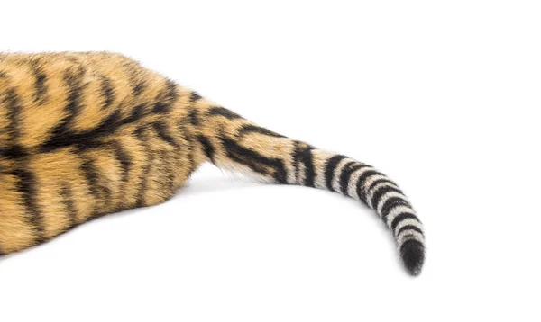Двухмесячный тигренок с хвостиком лежит, изолированный на полу — стоковое фото