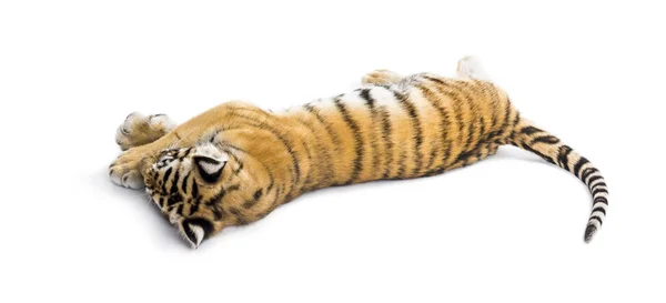 Two months old tiger cub lying against white background — Stock Photo, Image