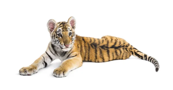 Два місяці тигровий кубик лежить на білому тлі — стокове фото