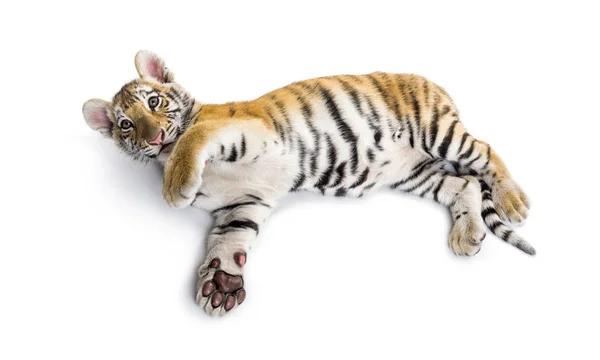 Двухмесячный тигр лежит на белом фоне — стоковое фото