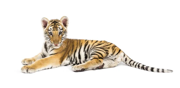 Two months old tiger cub lying against white background — Stock Photo, Image