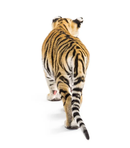 Vue arrière d'un petit tigre de deux mois marchant, isolé sur whi — Photo