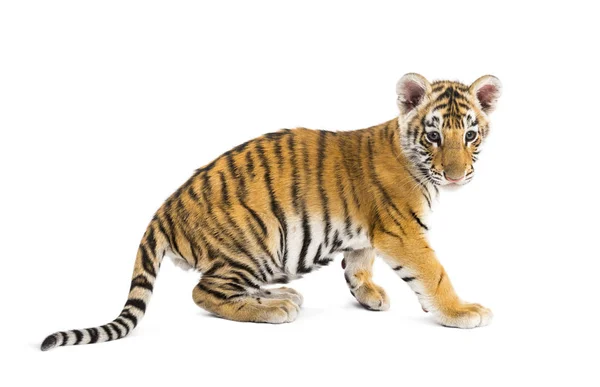 Two months old tiger cub sitting against white background — Stock Photo, Image