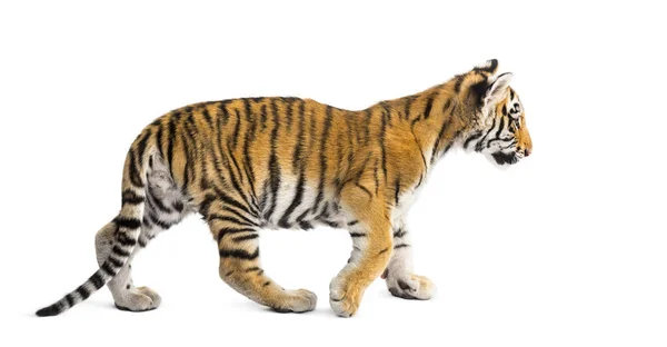 Due mesi di età cucciolo di tigre a piedi contro sfondo bianco — Foto Stock