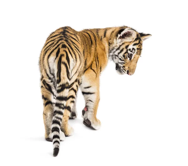 Achteraanzicht van een twee maanden oud tijgerwelpje lopend tegen witte ba — Stockfoto