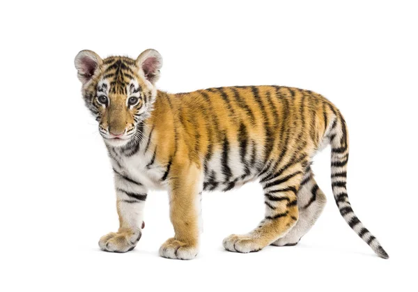 Two months old tiger cub standing against white background — Stock Photo, Image