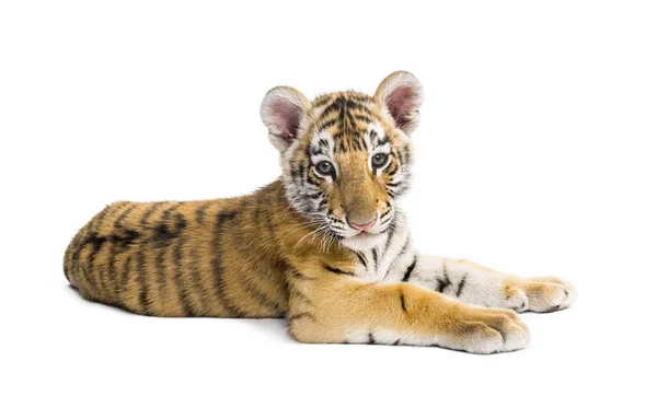 Two months old tiger cub lying against white background — Stock Photo, Image