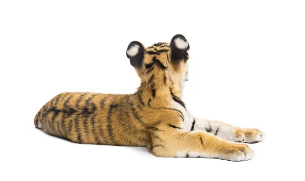 Zwei Monate altes Tigerbaby liegt vor weißem Hintergrund — Stockfoto