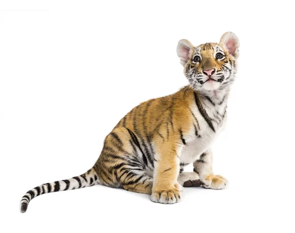 Two months old tiger cub sitting against white background — Stock Photo, Image