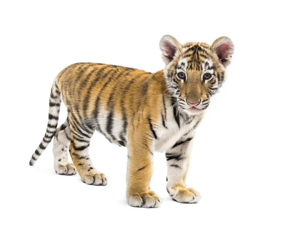 Cachorro tigre de dos meses de edad de pie sobre fondo blanco — Foto de Stock