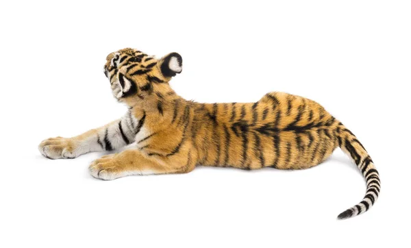 Dois meses de idade filhote de tigre deitado contra fundo branco — Fotografia de Stock
